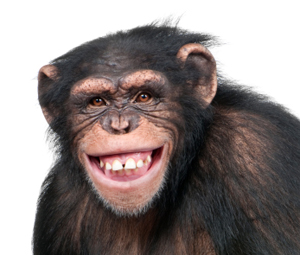 chimpmedia